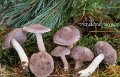 Tricholoma terreum-amf1895